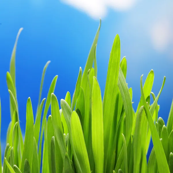 Groen gras op lucht achtergrond — Stockfoto