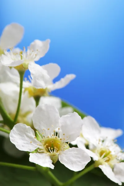 Primavera flor en cielo beckground — Foto de Stock