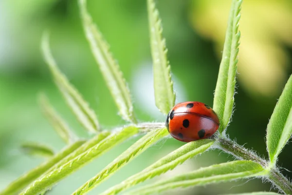 Coccinelle sur feuille — Photo