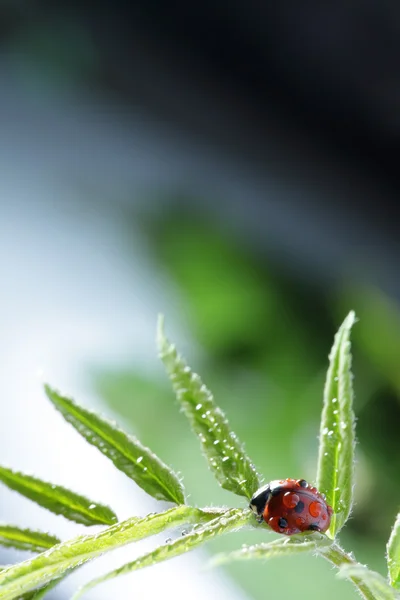 叶子上的瓢虫 — 图库照片