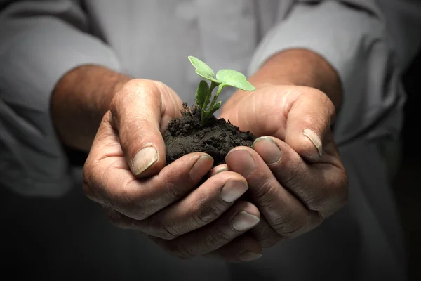 Komuta sizde elinde yeşil Filiz