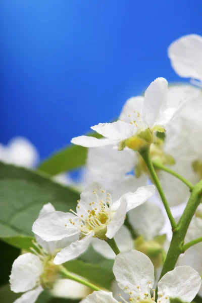 Printemps fleur sur ciel beckground — Photo