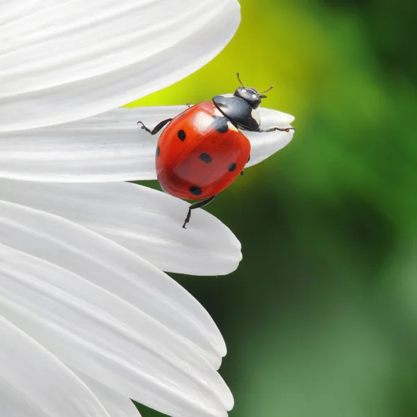 Ladybird on camomile flower — Stock Photo, Image