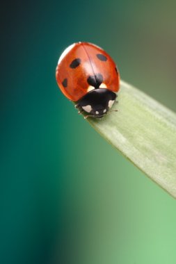 Ladybird papatya çiçek