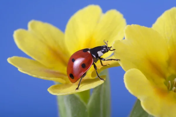 Ladybird on camomile flower — Stock Photo, Image