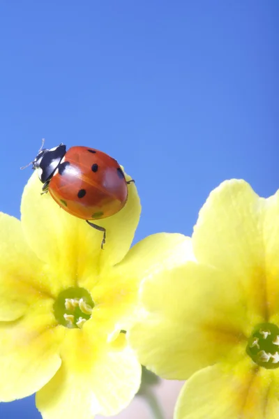 カミツレの花のテントウムシ — ストック写真
