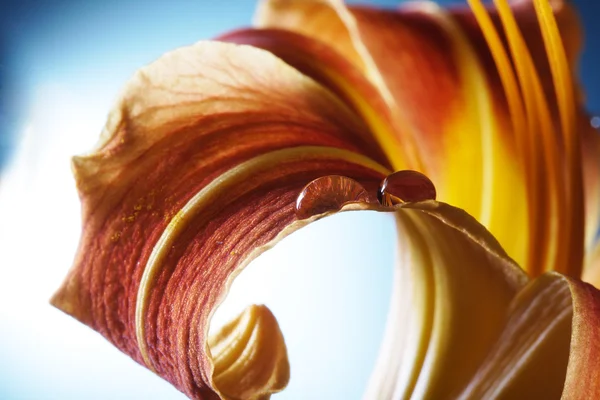 Gota de agua en flor de lirio — Foto de Stock