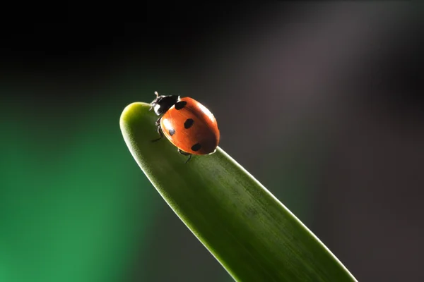 Coccinella sulla foglia — Foto Stock