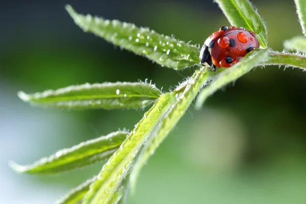 Lieveheersbeestje met water drop op groen blad — Stockfoto