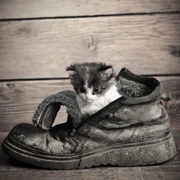 Young kitten in old boot — Stock Photo, Image
