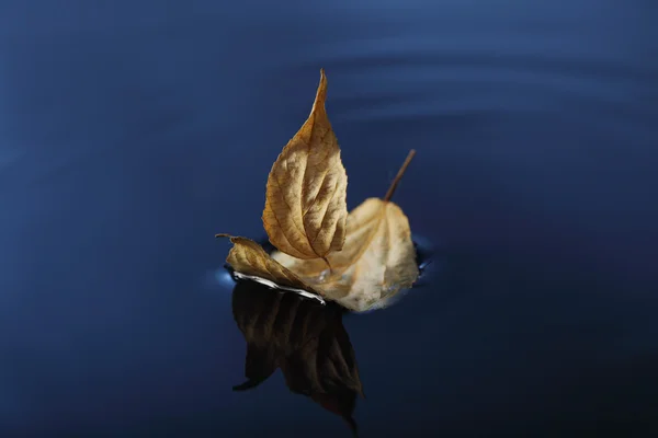 Navire à feuilles en eau bleue — Photo