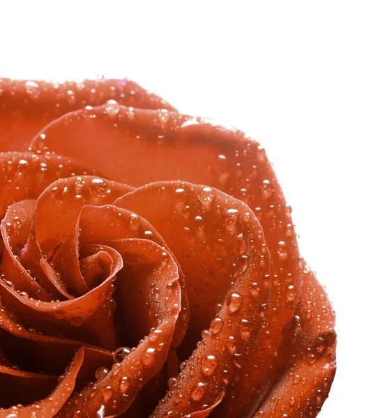 Rose flower on red background — Stock Photo, Image