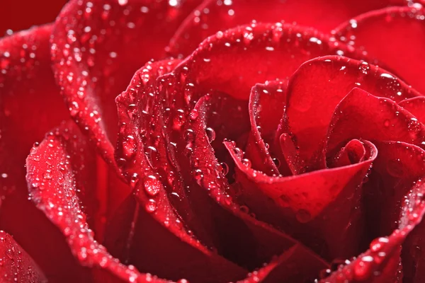 Rosa flor sobre fondo rojo — Foto de Stock