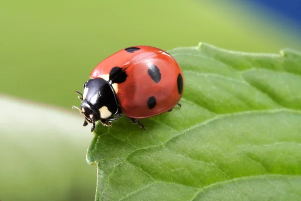 Coccinelle sur feuille — Photo