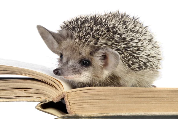 Schattig egels lezen boek — Stockfoto