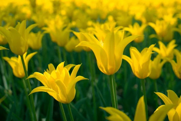 Fiore di tulipano di bellezza — Foto Stock