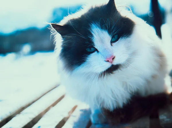 Gato blanco al aire libre — Foto de Stock