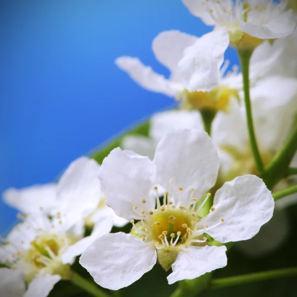 Printemps fleur sur ciel beckground — Photo