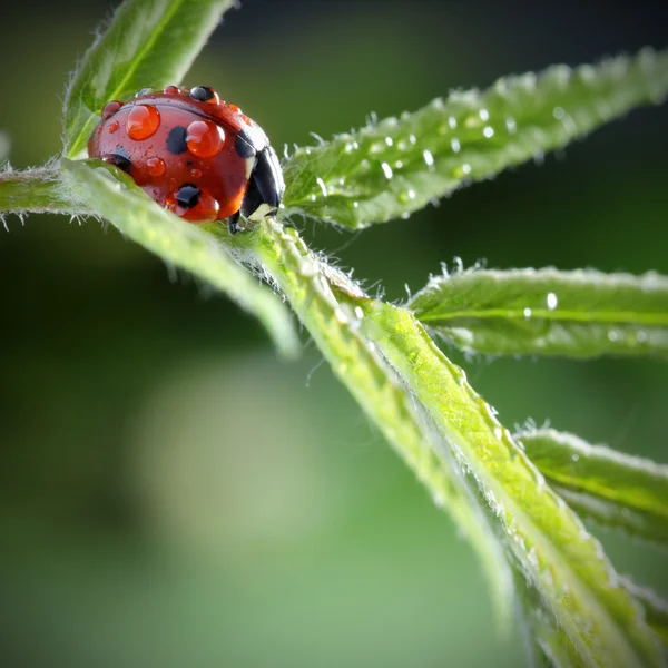 Lieveheersbeestje met water drop op groen blad — Stockfoto