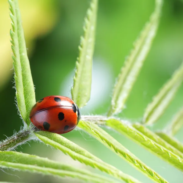 Coccinella sulla foglia — Foto Stock