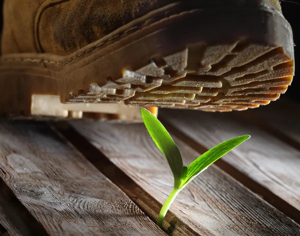 Grova stövlar krossa ömtålig planta — Stockfoto