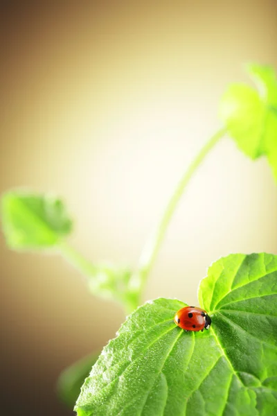 Ladybug  on green leaf — Stock Photo, Image