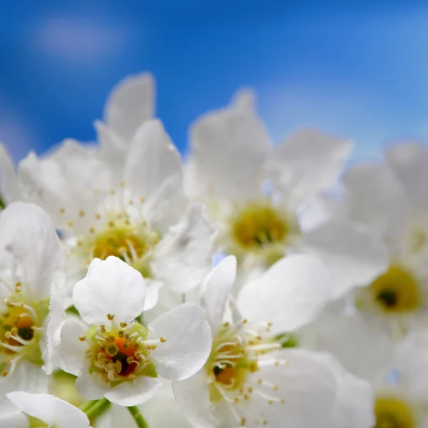 Wiosna kwiatów na beckground niebo — Zdjęcie stockowe