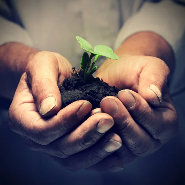 Green sprout in senior man hand — Stock Photo, Image