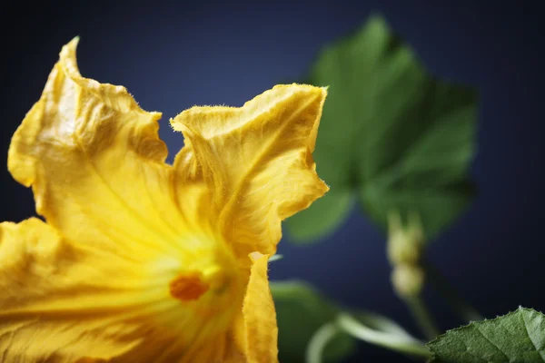 Beautiful flower pumpkin flower on a blue background — Stock Photo, Image