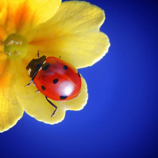 Lieveheersbeestje — Stockfoto