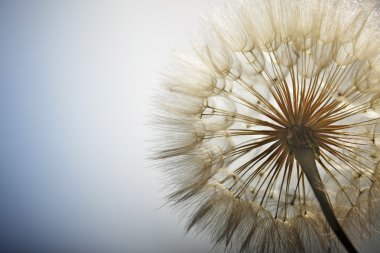 mavi bir arka plan üzerinde büyük kara hindiba