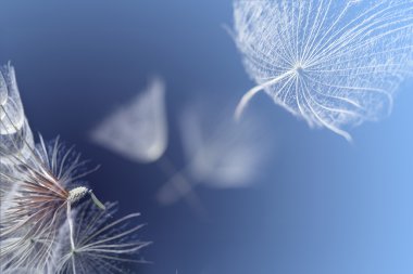 Mavi arka planda uçan karahindiba tohumları