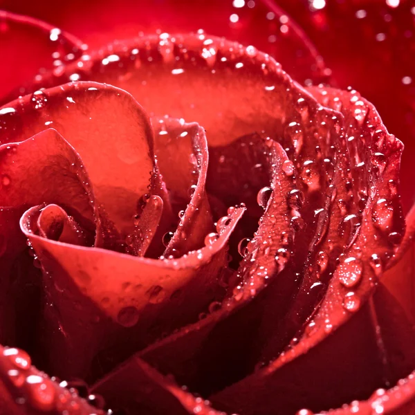 Rosa flor sobre fondo rojo — Foto de Stock