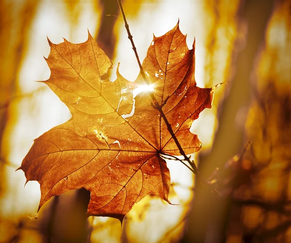 Hoja seca de otoño — Foto de Stock