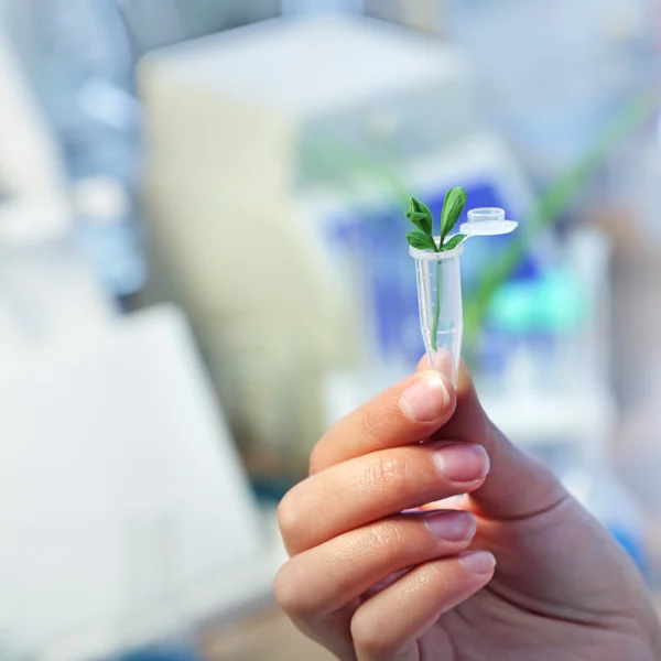 Pflanze keimt im Reagenzglas — Stockfoto