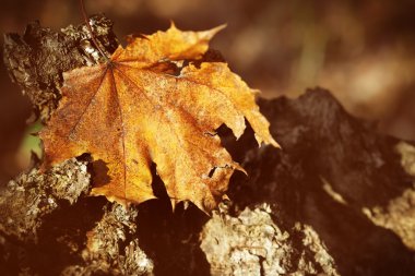 ormanda sıkışmış kuru sonbahar yaprağı