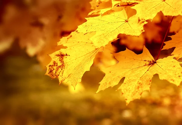 Hoja seca de otoño atascada en el bosque — Foto de Stock