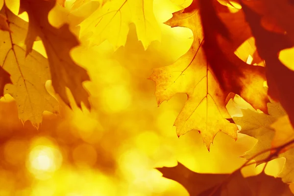 Hoja seca de otoño atascada en el bosque — Foto de Stock