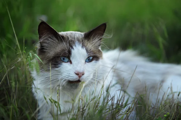 Cat in grass — Stock Photo, Image