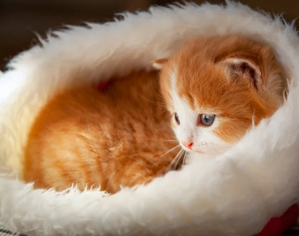 Ginger Cute Kitten Santa Hat Christmas Background Fur Tree — Stock Photo, Image