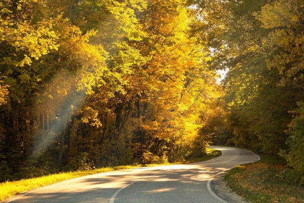 Strada Forestale Nel Bel Mezzo Del Parco Degli Alberi Autunnali — Foto Stock