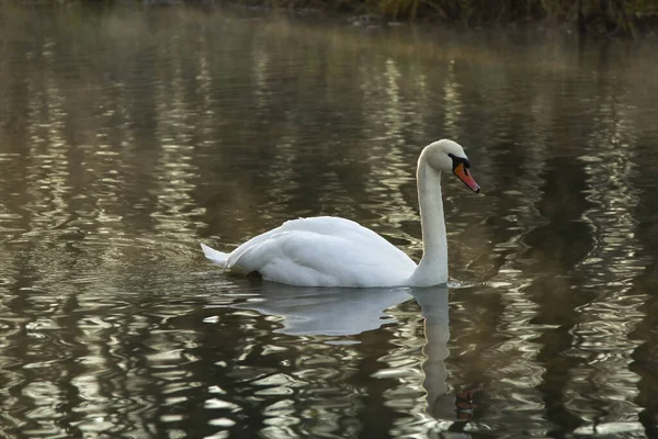 Schöne Singschwäne Auf Dem See — Stockfoto