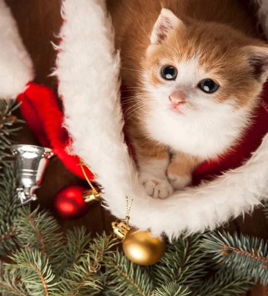 Kitten Santa Hat Christmas Background Fur Tree — Stock Photo, Image