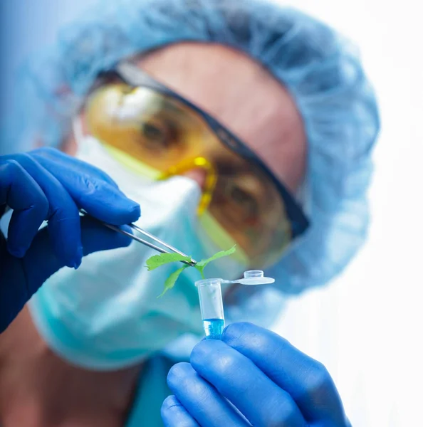 Científico Que Sostiene Planta Enferma Foco Planta —  Fotos de Stock