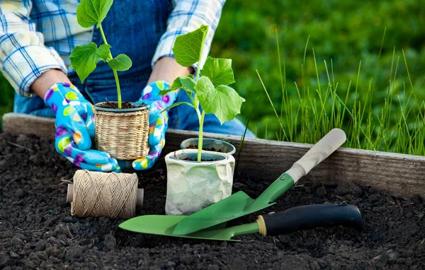 Mãos Jardineiro Luvas Jardinagem Plantando Brotos Horta Conceito Trabalho Primavera — Fotografia de Stock