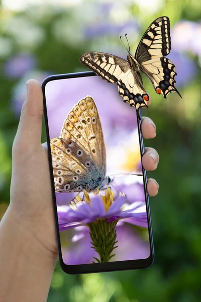 Monarch Butterfly Sienta Teléfono Inteligente Mano Contra Telón Fondo Jardín Imagen de archivo