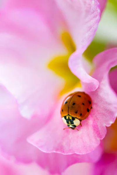 Red Ladybug Primrose Summer Flower Ladybird Creeps Leaf Plant Spring — Stock Photo, Image