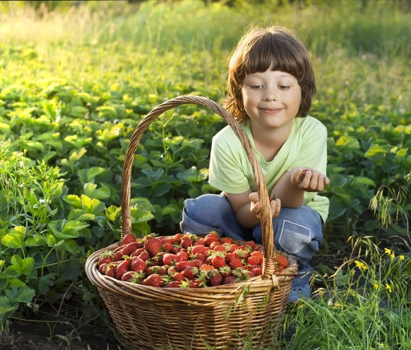 Menino Alegre Com Cesta Bagas Verão Verde Natureza Fundo — Fotografia de Stock