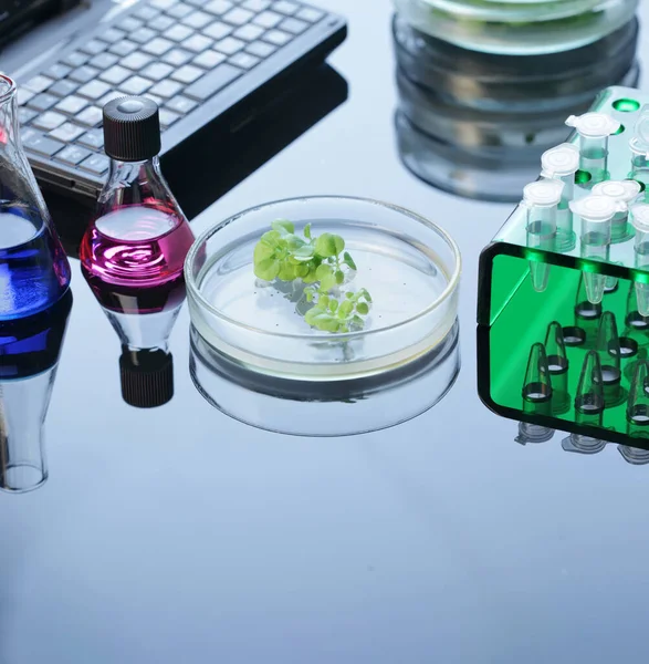 Retorte Frasco Conta Gotas Tubo Ensaio Laboratório Sobre Mesa Vidro — Fotografia de Stock