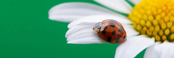 Roter Marienkäfer Auf Kamillenblüte Marienkäfer Kriecht Frühling Sommer Garten Auf — Stockfoto